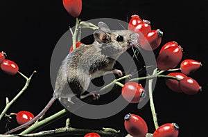 Yelow Necked Mouse, apodemus flavicollis, Adult standing in Wild Roses