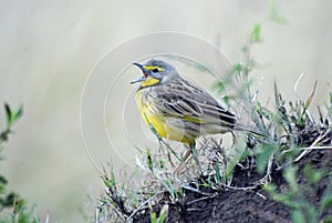 Yelow-throated Longclaw Singing