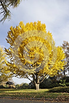 Yelow tree in the park