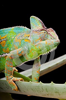 Yemen Chameleon