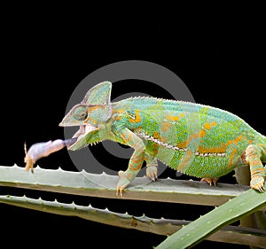 Yemen Chameleon photo
