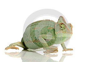 Yemen Chameleon