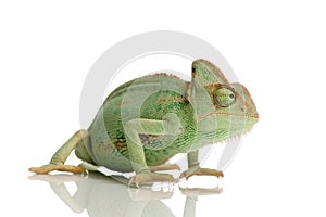 Yemen Chameleon