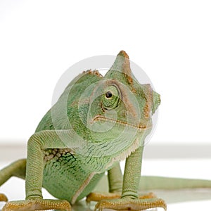 Yemen Chameleon