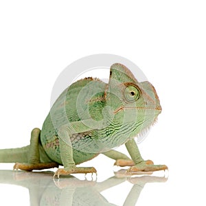 Yemen Chameleon