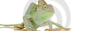 Yemen Chameleon