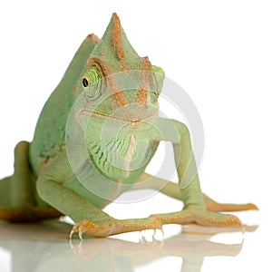 Yemen Chameleon