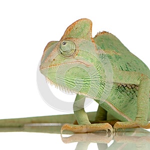 Yemen Chameleon