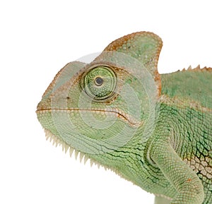 Yemen Chameleon