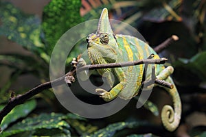 Yemen chameleon