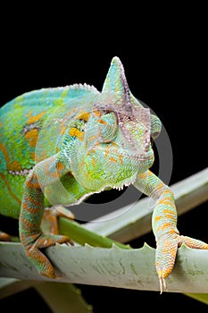 Yemen Chameleon