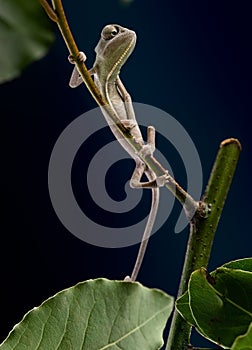 Yemen chameleon