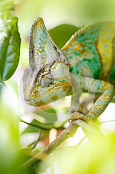 Yemen chameleon
