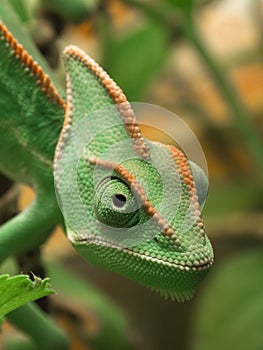 Yemen chameleon