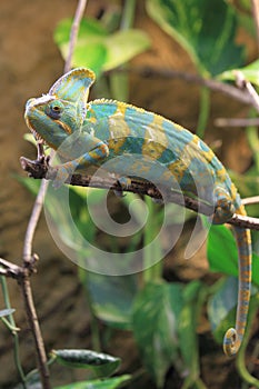Yemen chameleon