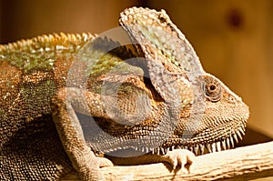 Yemen Chameleon ( chamaeleo calypratus)