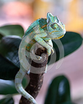 Yemen chameleon, Chamaeleo calyptratus