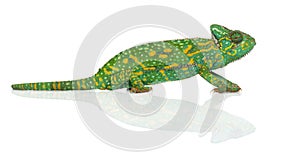 Yemen chameleon - Chamaeleo calyptratus - photo