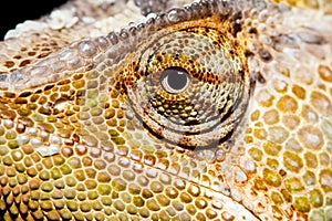 Yemen Chameleon eye