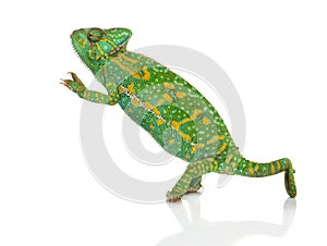 Yemen chameleon on hind legs - Chamaeleo calyptratus - isolated