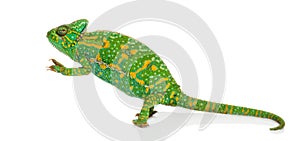 Yemen chameleon on hind legs - Chamaeleo calyptratus - isolated