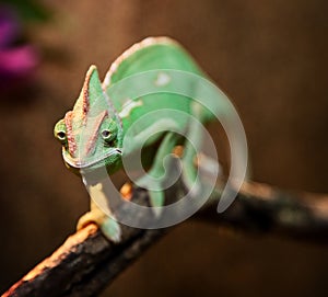 Yemen chameleon in terrarium