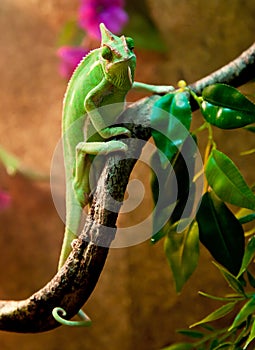 Yemen chameleon in terrarium