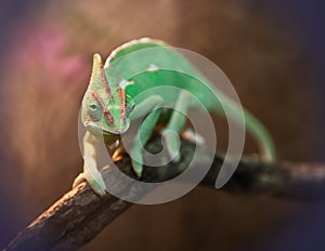 Yemen chameleon in terrarium