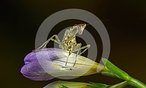 Yemen Flower Mantis on Flower Head