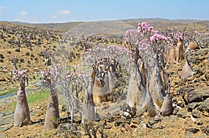 Yemen, Socotra, bottle trees (desert rose - adenium obesum)