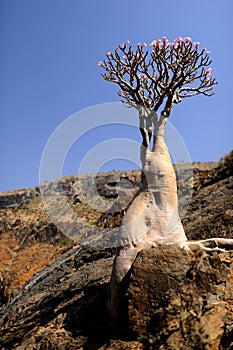 Yemen. Socotra island. Bottle tree