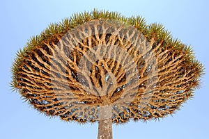 Yemen. Socotra island. Dragon tree