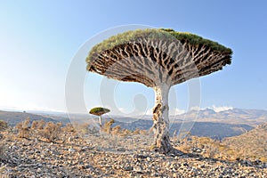 Yemen. Socotra island. Dragon tree