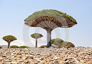 Yemen. Socotra island. Dragon tree