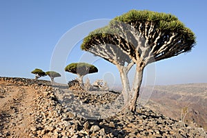 Yemen. Socotra island. Dragon tree