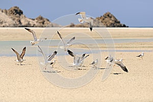 Yemen. Socotra island. Seagulls
