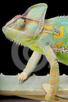 Yemen Veiled Chameleon