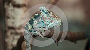 Yemeni chameleon on the branch
