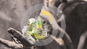 Yemeni chameleon, Chamaeleo calyptratus, colorful chameleon lizard on a dry branch close-up.