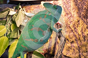 Yemeni chameleon, or helmet-bearing Chamaeleo calyptratus - a species of lizards from the chameleon family. One of the