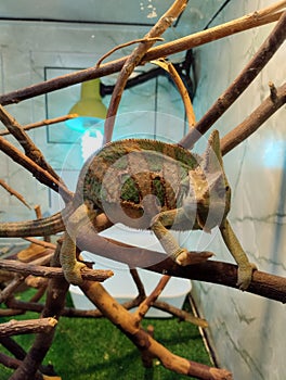 Yemeni chameleon, reptile terrarium, zoo