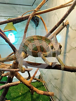 Yemeni chameleon, reptile terrarium, zoo