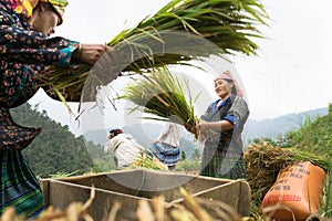 Yen Bai, Vietnam - Sep 17, 2016: Vietnamese ethnic minority woman threshing paddy on terraced field in harvesting time in Mu Cang