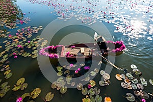 Yen river with rowing boat harvesting waterlily in Ninh Binh, Vietnam