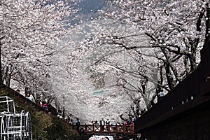 Yeojwacheon Romance Bridge