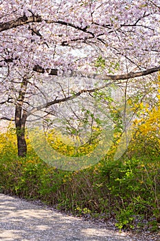 Yeongdeungpo Yeouido Spring Flower Festival photo