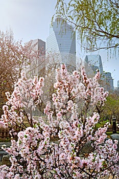 Yeouido Park in Seoul, Korea