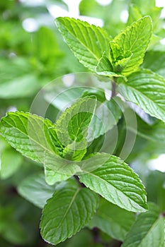 Yerba buena, hierba buena, mojito mint