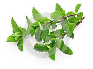 Yerba buena, hierba buena, mojito mint