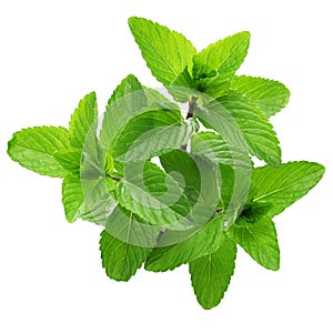 Yerba buena, hierba buena, mojito mint photo